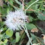 Launaea mucronata Fruit