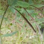 Epilobium roseum Hedelmä