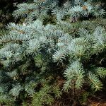 Picea pungens Blad