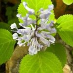 Plectranthus zuluensisFlower