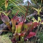 Heliamphora ionasi Облик