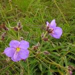 Dissotis grandiflora Flor