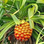 Pandanus odorifer 果實