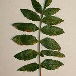 Rhus coriaria Otro