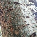 Commiphora glandulosa बार्क (छाल)