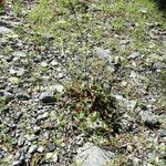 Eriogonum nudum Habitat