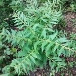 Carpesium abrotanoides Hábito