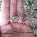 Teucrium divaricatum 葉