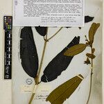 Henriettea martiusii List