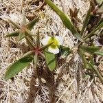 Damasonium polyspermum Kukka