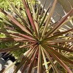 Cordyline australisList