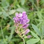 Medicago sativa Λουλούδι