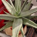 Aloe ferox Folha