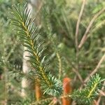 Banksia ericifolia Feuille