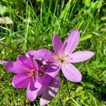 Colchicum multiflorumKvět