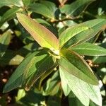 Hypericum × hidcoteense Leaf