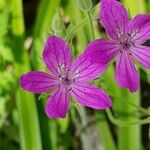 Erodium manescavi ফুল