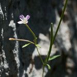 Epilobium collinum Flower