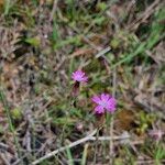 Petrorhagia dubia Flower