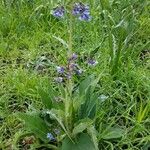 Cynoglossum grande Flower