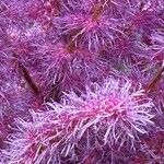 Astilbe rubra Flower