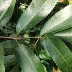 Cunonia capensis Hoja
