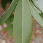 Rhododendron decorum Folha