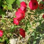 Linum grandiflorumFlower