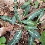 Goodyera oblongifolia Leaf