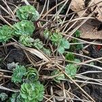 Aquilegia vulgaris Hàbitat