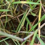 Alopecurus geniculatus Leaf