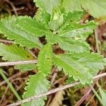 Teucrium chamaedrys Blad