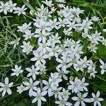 Ornithogalum divergensFlower