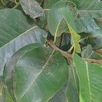 Ficus altissima Blad