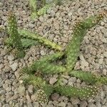 Opuntia polyacantha Leaf