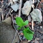 Petiveria alliacea Leaf