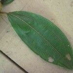 Miconia tschudyoides Leaf