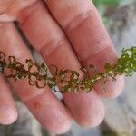 Elodea nuttallii Frunză