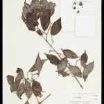 Strychnos mattogrossensis Fuelha