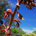 Beschorneria yuccoides Flor