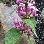 Lamium maculatumVirág