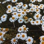 Anthemis cotula Fleur