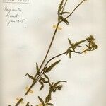 Tordylium maximum 花