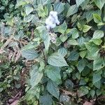 Ageratum conyzoides Vekstform