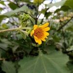 Smallanthus uvedalia Flower