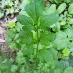 Cardamine bonariensis Leaf