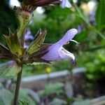 Salvia purpurea