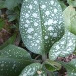 Pulmonaria saccharata Лист