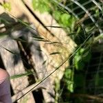 Bromus sterilis Συνήθη χαρακτηριστικά