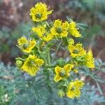 Ruta chalepensis Flor